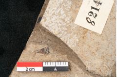 Foto (Detailansicht) von Callitris brongniartii Endl. (NHMW-GEO-2024-0188-8214)